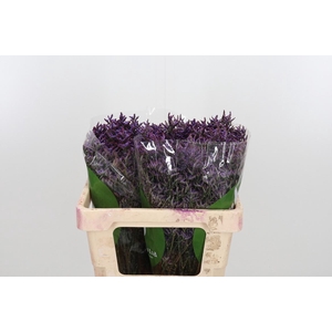 Lim Safora Dark Blue