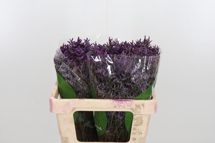 <h4>Lim Safora Dark Blue</h4>