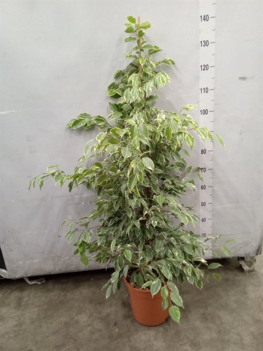 <h4>Ficus benja. 'Golden King'</h4>