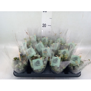 Ceropegia woodii ssp. woodii