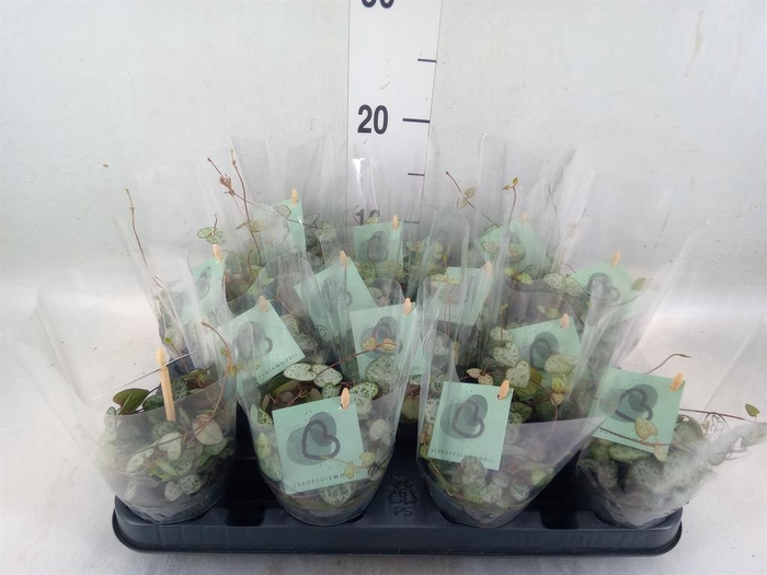 <h4>Ceropegia woodii ssp. woodii</h4>