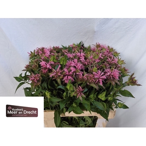 MONARDA OV