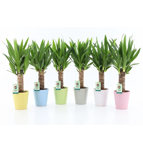 <h4>Yucca 25cm Hout 3+ in Pastel Keramiek</h4>