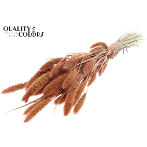 Setaria per bunch Pearl Orange