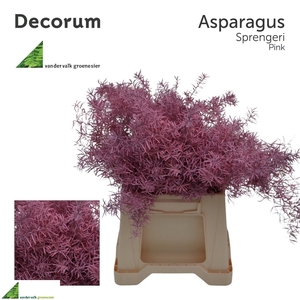 Asparagus 1e V Antique