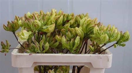 <h4>Rhododendron Groen/geel</h4>