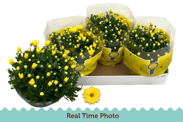 <h4>CHRYS TAPAS TIME</h4>