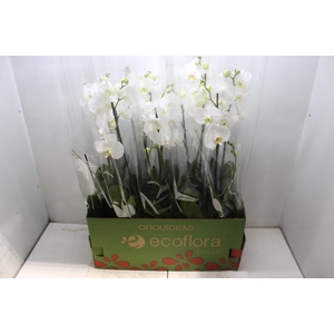 PHALAENOPSIS MIX P12