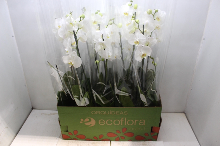 <h4>PHALAENOPSIS MIX P12</h4>