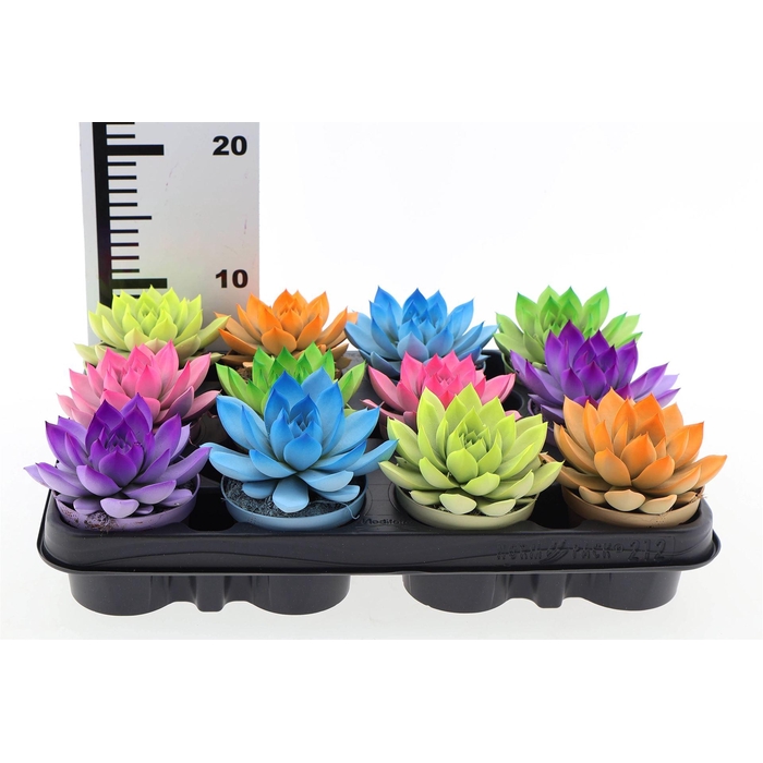 <h4>Echeveria  'Miranda'</h4>
