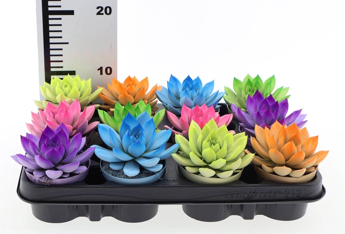 <h4>Echeveria  'Miranda'</h4>