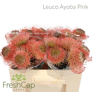 Leuco Ayoba Pink