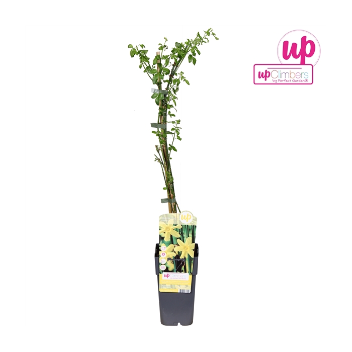 <h4>Jasminum nudiflorum P15</h4>