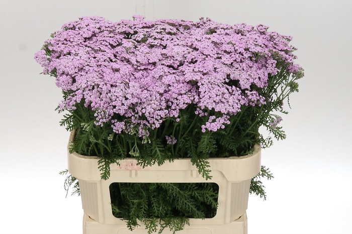<h4>Achil M Lilac Beauty 75</h4>