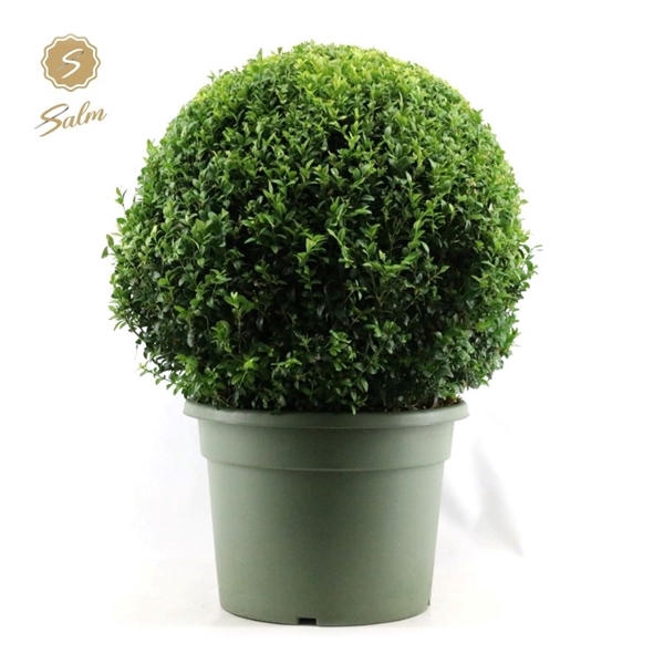 Buxus semp. Ball Ø60cm P40