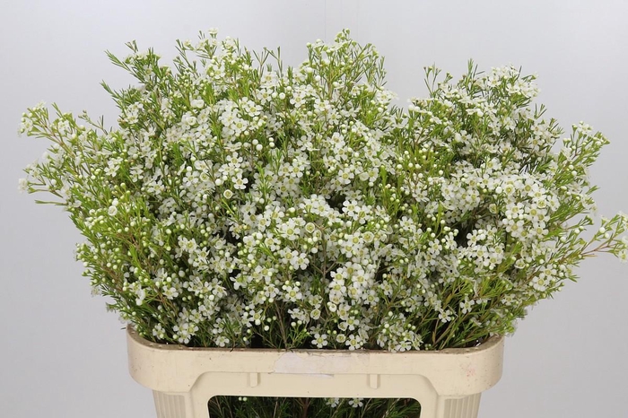 Chamelaucium Ofir