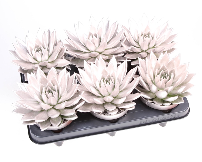 <h4>Echeveria  'Miranda'</h4>