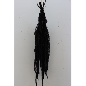 Pres Amaranthus Caud Black Bunch