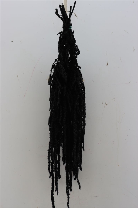 Pres Amaranthus Caud Black Bunch