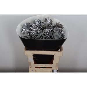 Brassica Wx (ex) Zilver