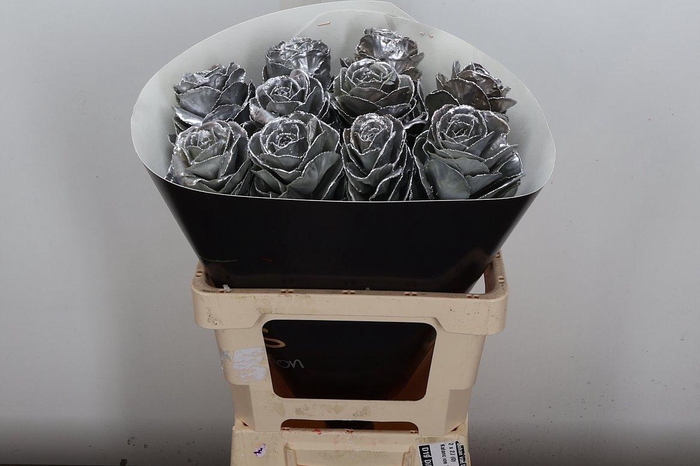 <h4>Brassica Wx (ex) Zilver</h4>