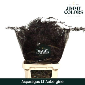 Aspa lang getopt Aubergine