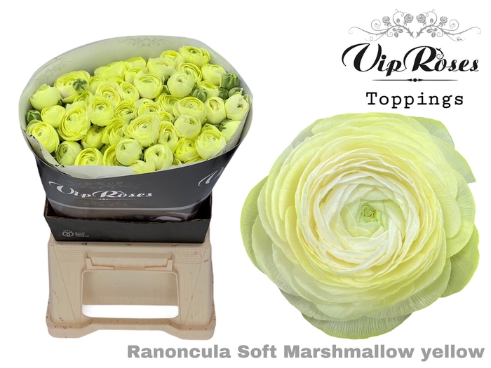 <h4>RAN SOFT MARSHMALLOW YELLOW x30</h4>