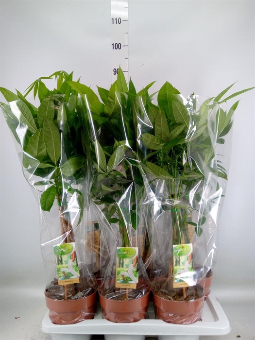 <h4>Pachira aquatica</h4>