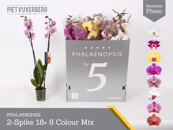 <h4>PHAL GEM 8 KL</h4>