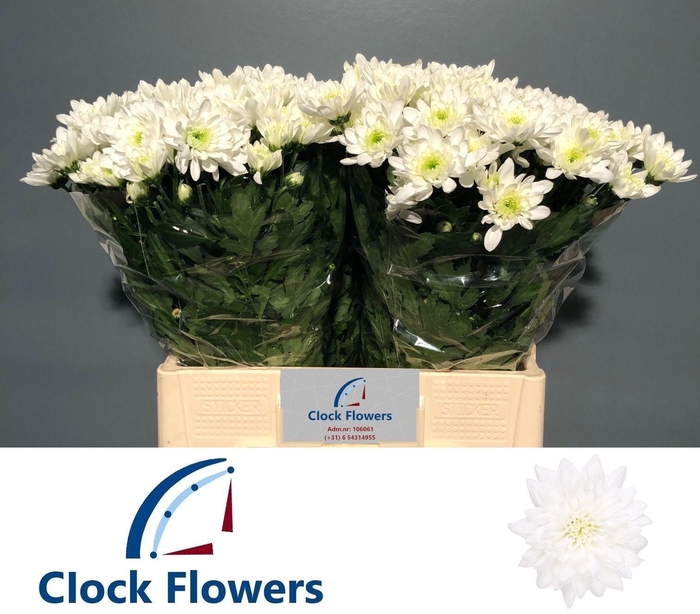 <h4>CHR T BALTICA</h4>