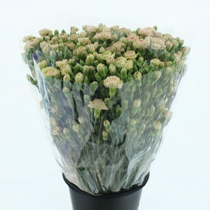 Di Tr Cinnamon Marrone