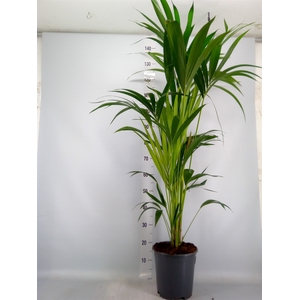 Howea forsteriana