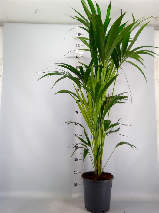 <h4>Howea forsteriana</h4>