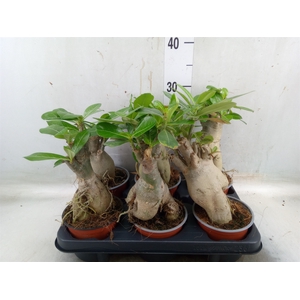 Adenium obesum