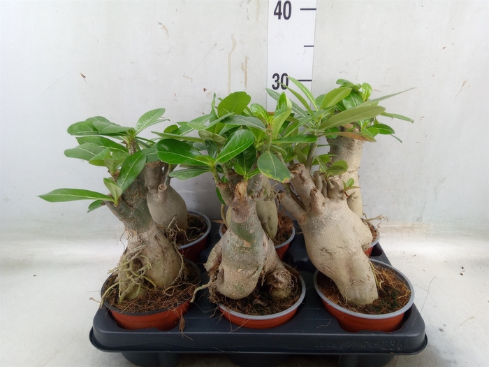 <h4>Adenium obesum</h4>