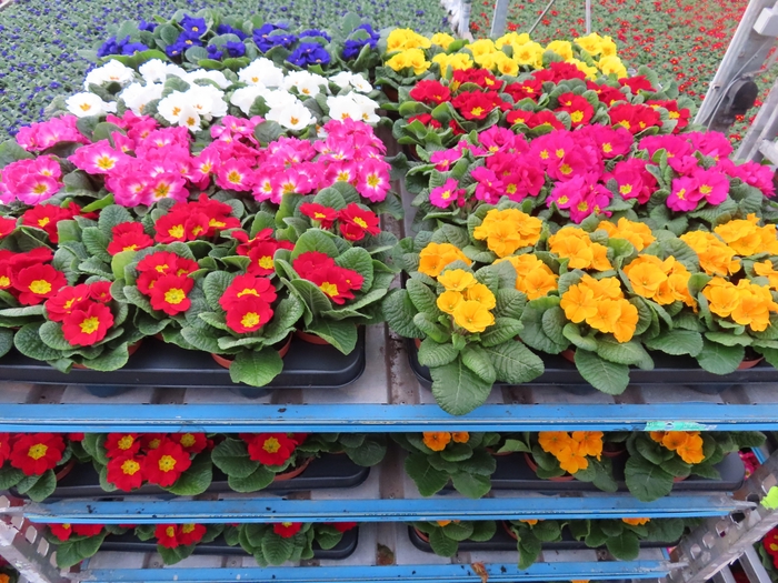 <h4>PRIM AC MIXK</h4>