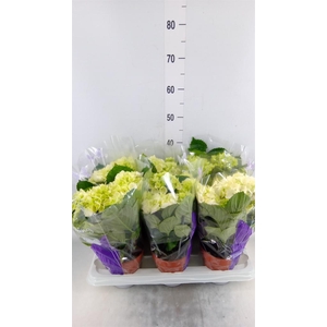 Hydrangea mac. 'Schneeball'