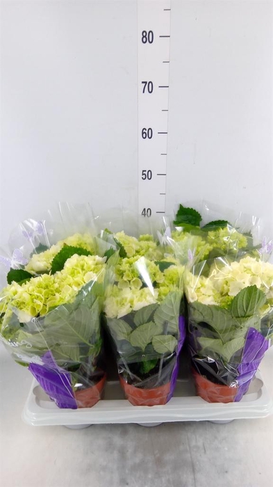 <h4>Hydrangea mac. 'Schneeball'</h4>