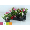 Mandevilla Rio gemengd