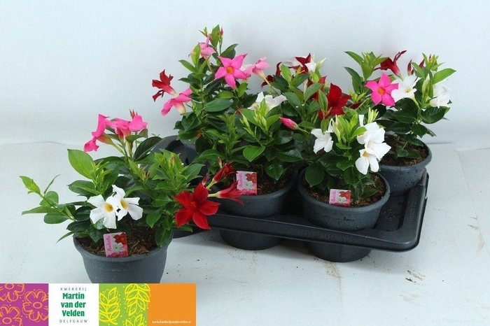 Mandevilla Rio gemengd