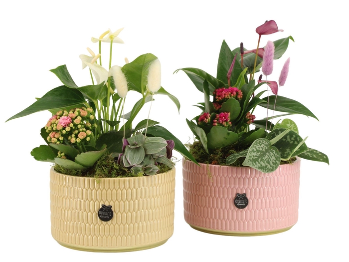 <h4>21982: Contradiction arrangement</h4>