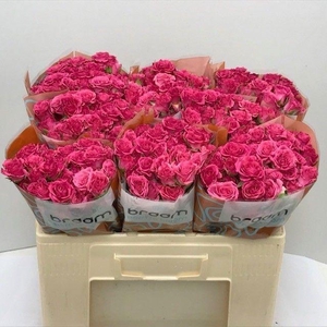 Rosa TR 'Lianne' BRAAM