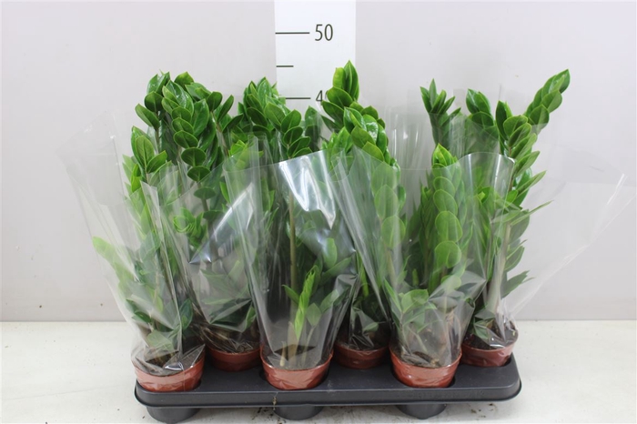 Zamioculcas 3+