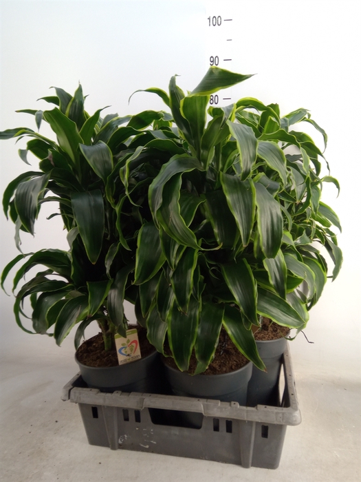 <h4>Dracaena frag. 'Dorado'</h4>