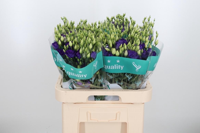 <h4>Eust G Rosita Blue</h4>