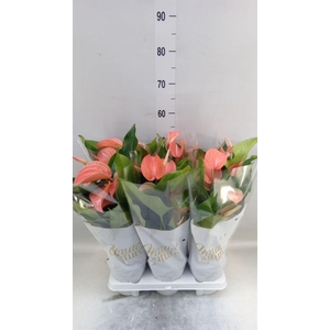 Anthurium andr. 'FC Festivo Lux'