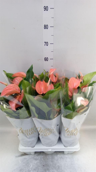 <h4>Anthurium andr. 'FC Festivo Lux'</h4>