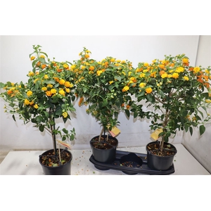 Lant C Simon Orange