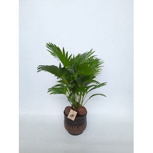 LIVISTONA ROTUNDIFOL