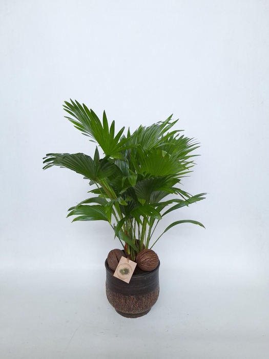 <h4>LIVISTONA ROTUNDIFOL</h4>